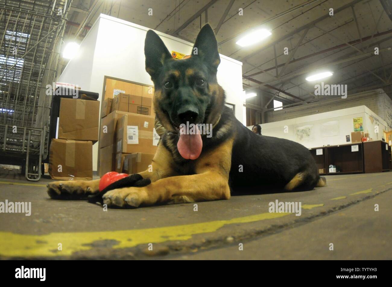 what-are-the-seven-dog-commands