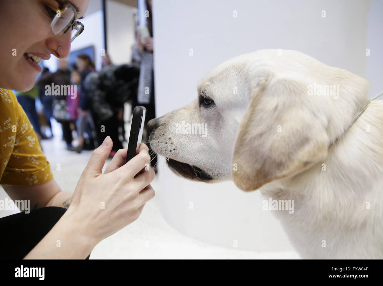 Tucker the Golden Retriever stands on the floor of the Museum of the Dog  when The American Kennel Club reveals its annual list of the country's top dog  breeds of 2018 on