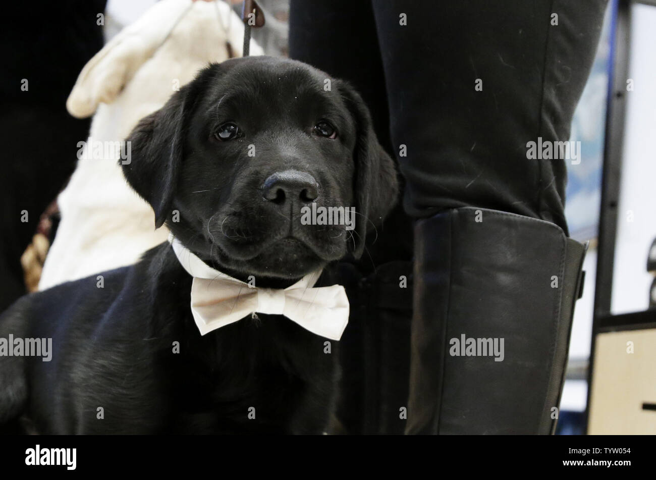 Rummy, a Labrador Retriever puppy stands on the floor of the ...