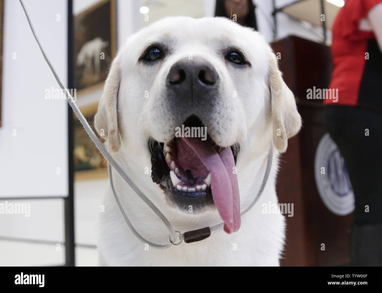 Tucker the Golden Retriever stands on the floor of the Museum of the Dog  when The American Kennel Club reveals its annual list of the country's top dog  breeds of 2018 on