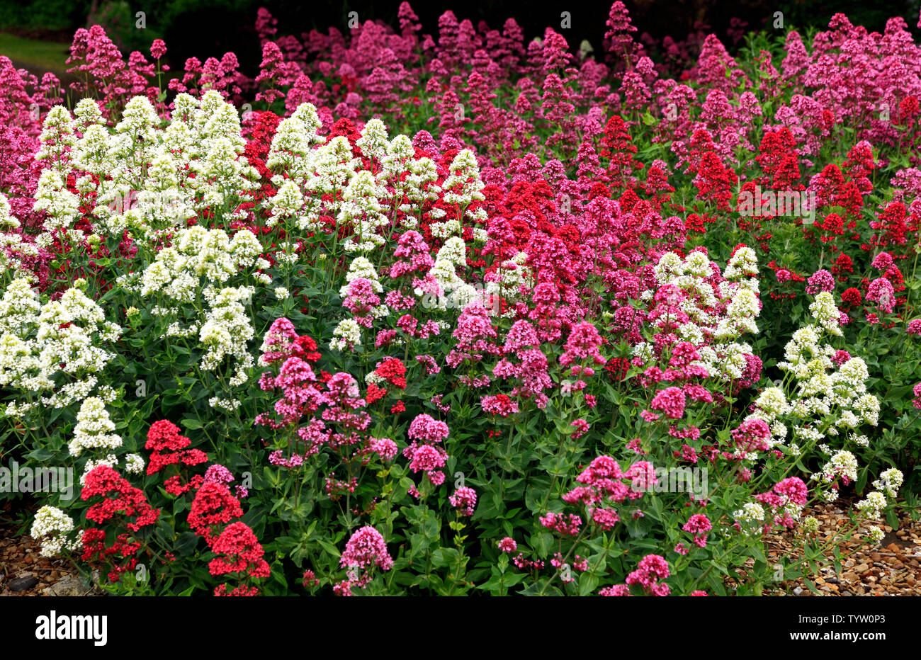 Centranthus ruber, red, pink, white varieties Stock Photo