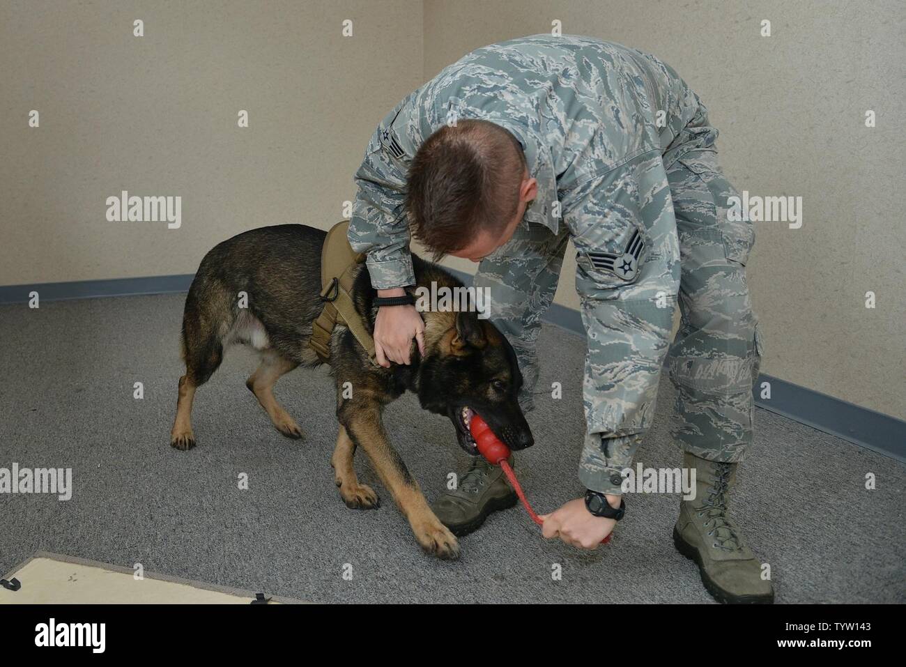 U.S. Air Force Senior Airman Benjamin Howard, 633rd Security Forces Squadron military working dog handler, rewards Rony, a 633rd SFS MWD, after finding an explosive training aid at Joint Base Langley-Eustis, Va., Nov. 29, 2016. During the training, the canine and handler search rooms to find simulated explosive threats to prepare for real-world incidences. Stock Photo