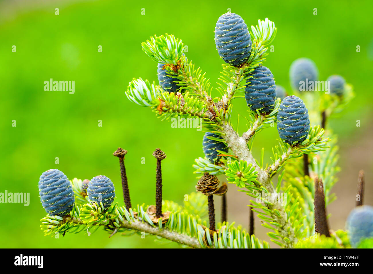 Closeup view of the Korean fir cones on the green branches Stock Photo