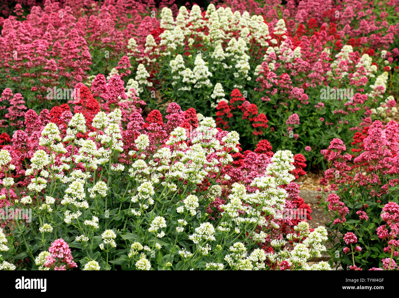 Centranthus ruber, red, pink, white varieties Stock Photo