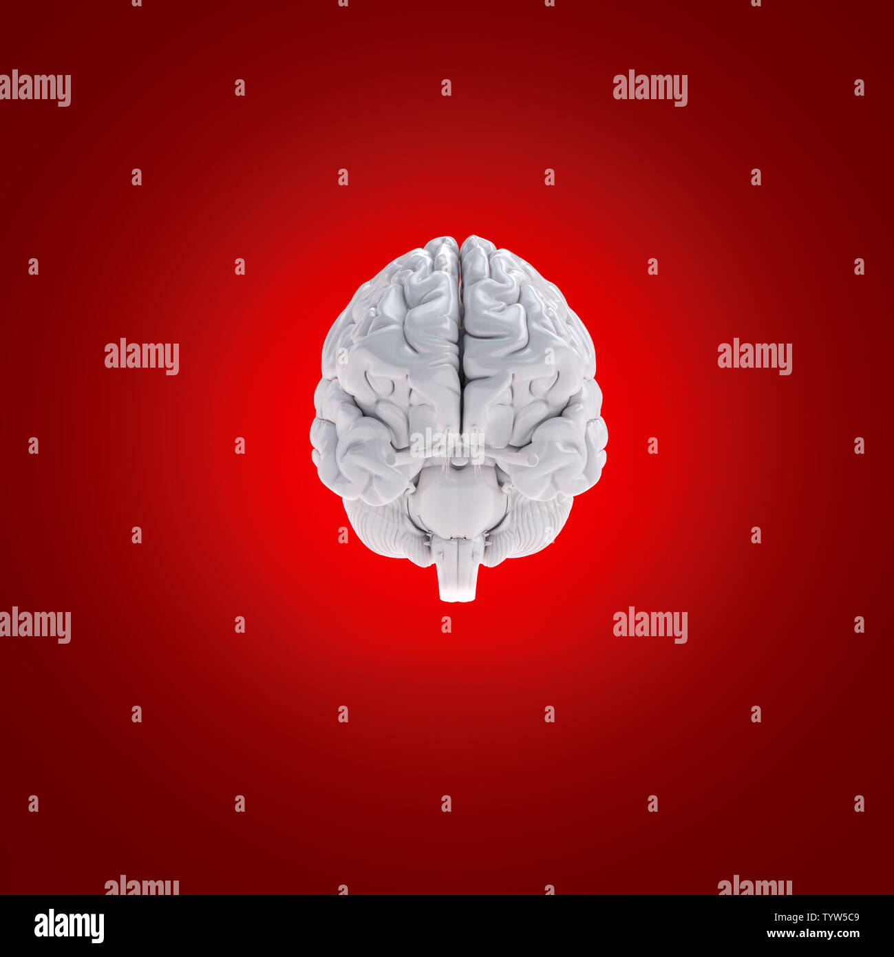3d rendered medically accurate illustration of a human brain Stock ...