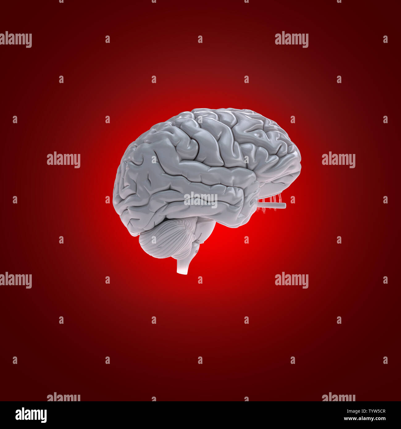 3d rendered medically accurate illustration of a human brain Stock ...