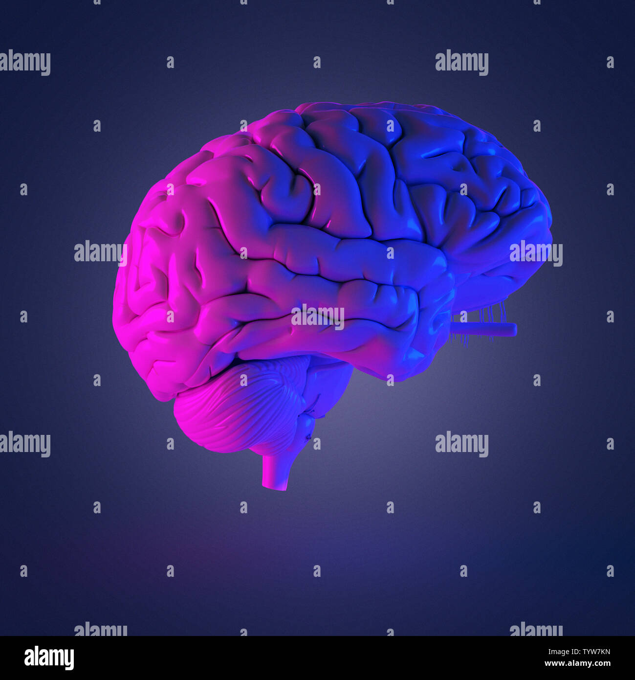 Left brain right brain functions hi-res stock photography and images ...
