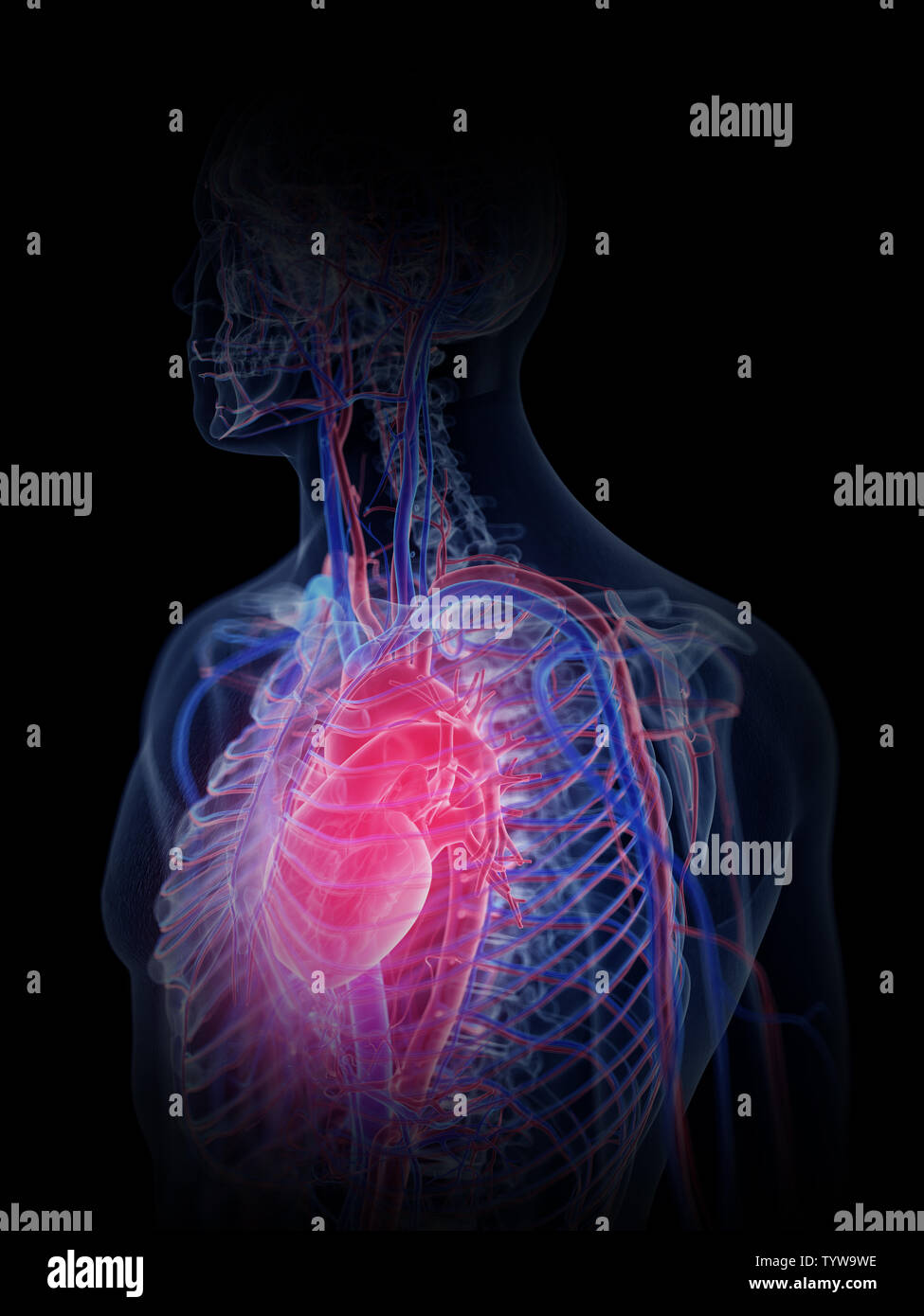 3d rendered medically accurate illustration of the heart and vascular system Stock Photo Alamy
