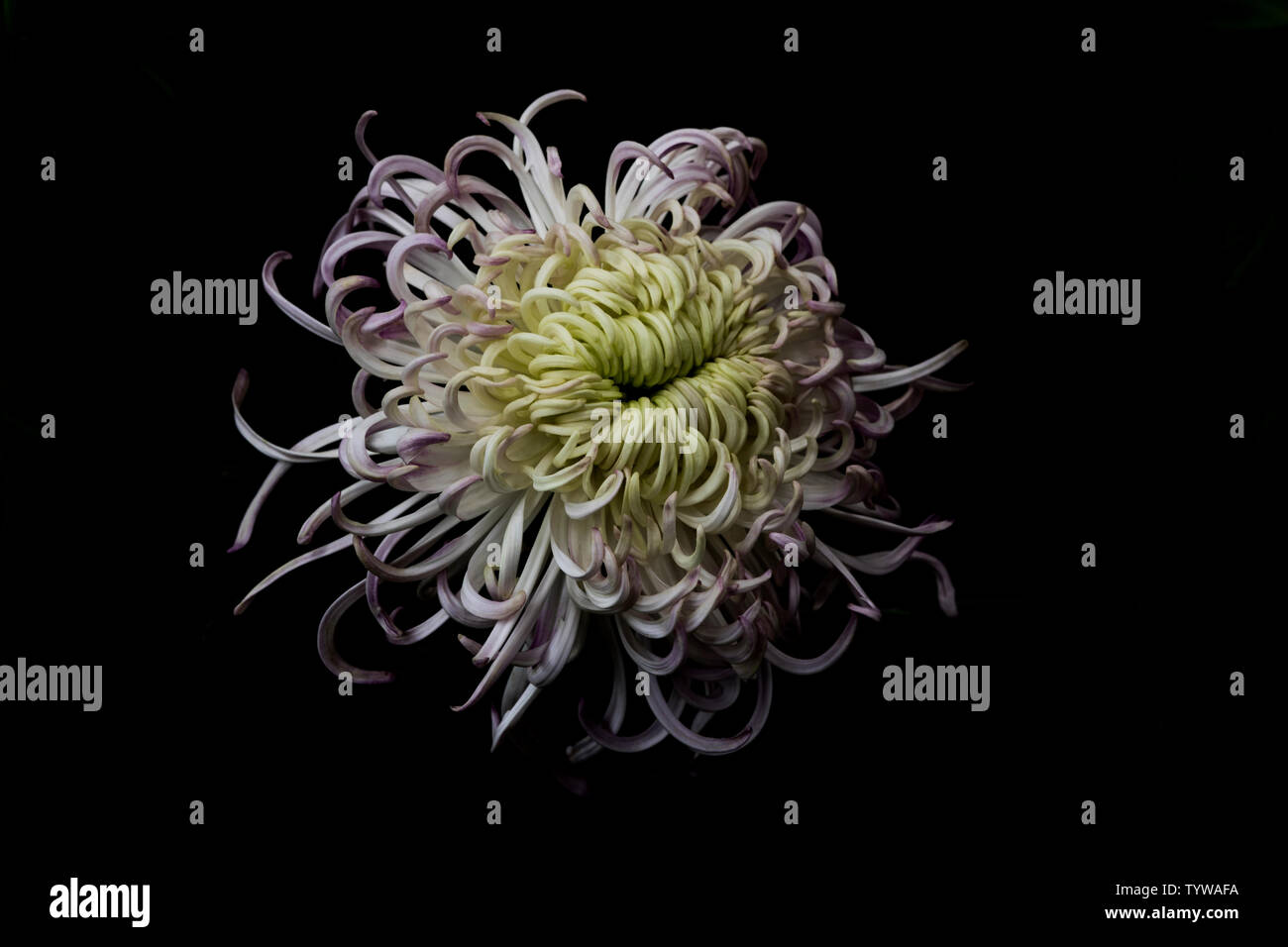 Chrysanthemums blooming hi-res stock photography and images - Alamy