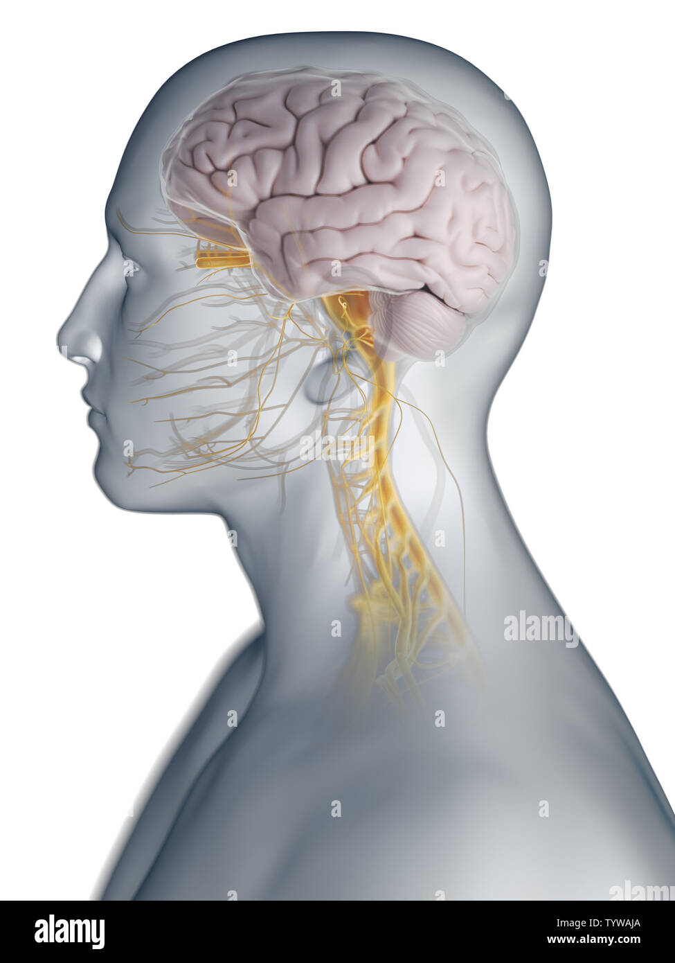 3d rendered medically accurate illustration of the brain and nervous ...