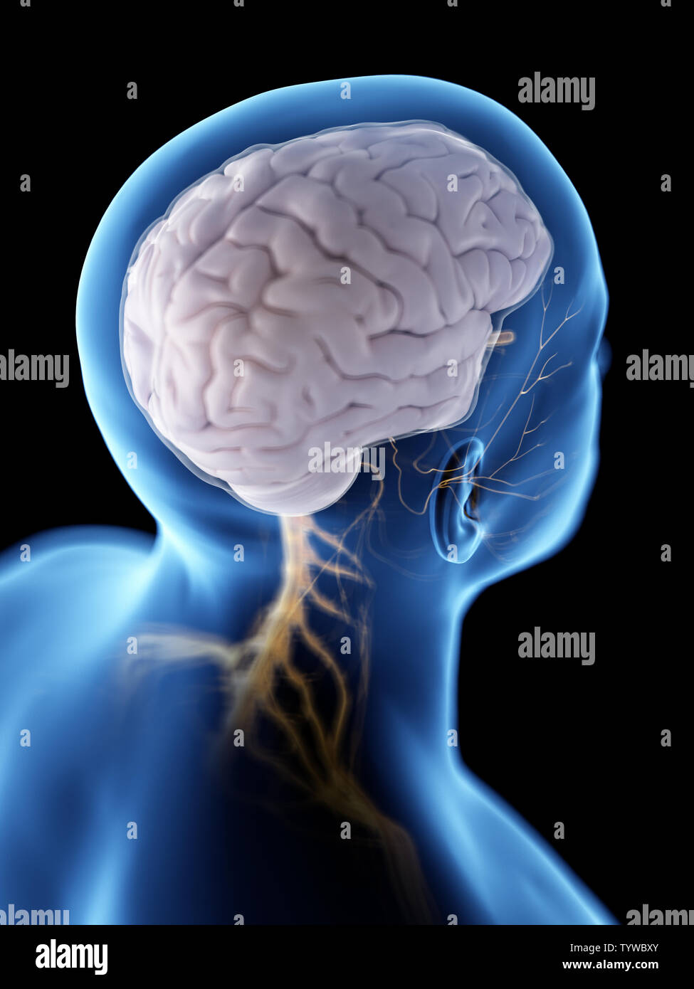 Brain limbic system hi-res stock photography and images - Alamy