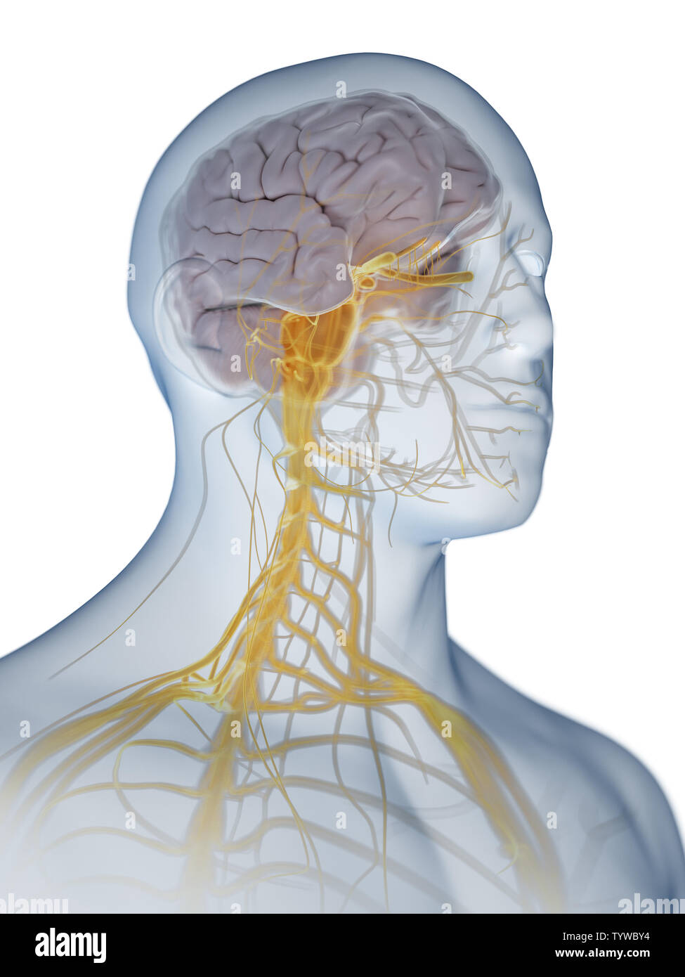 Brain limbic system hi-res stock photography and images - Alamy