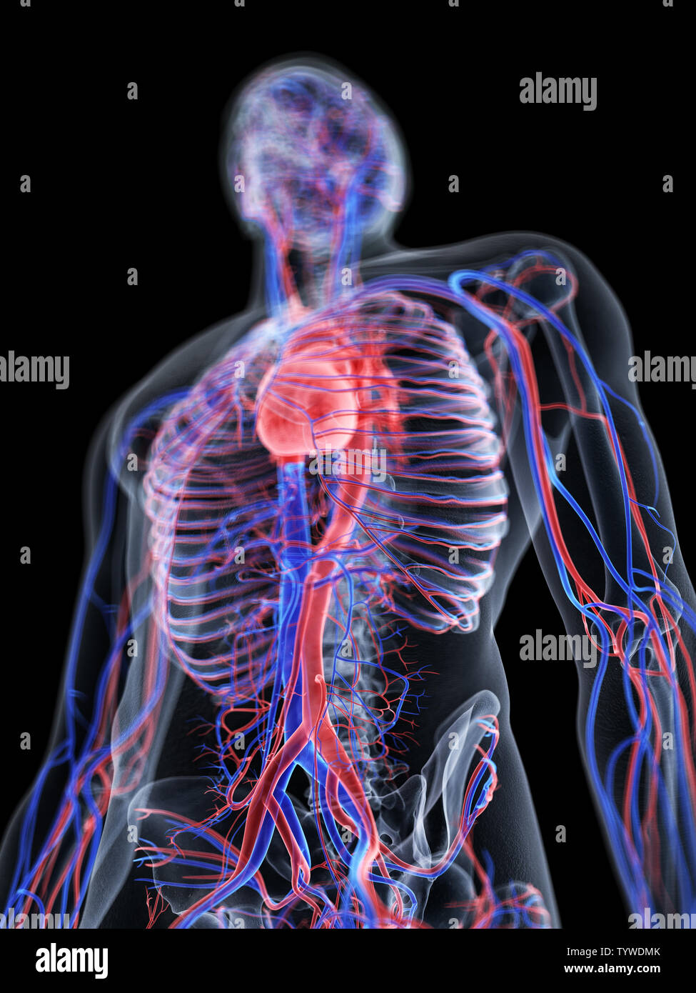 3d rendered medically accurate illustration of the Stock Photo - Alamy