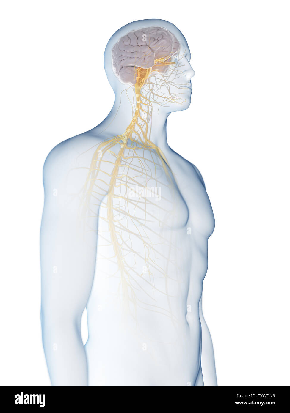 3d rendered medically accurate illustration of the Stock Photo - Alamy