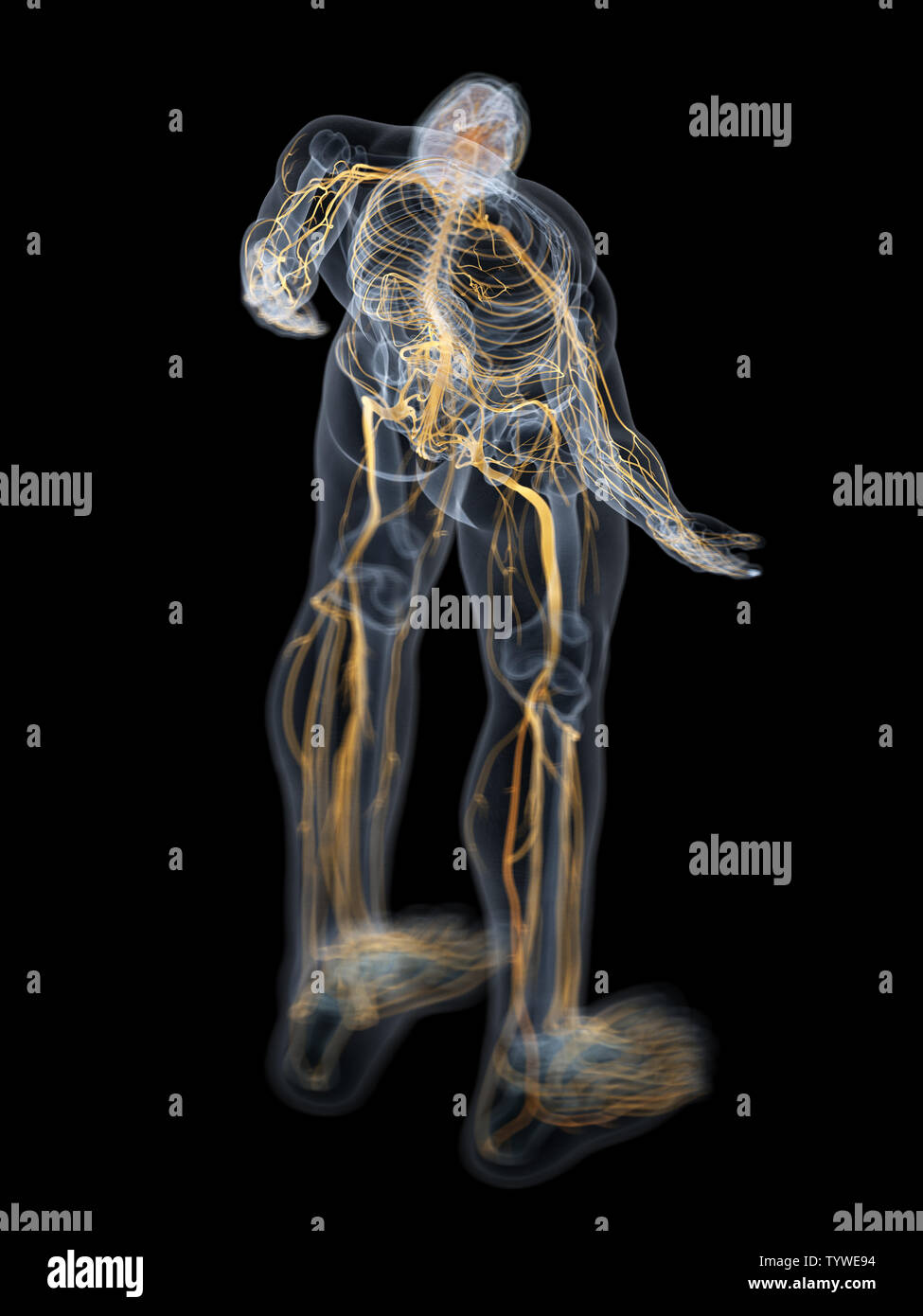 Brain limbic system hi-res stock photography and images - Alamy
