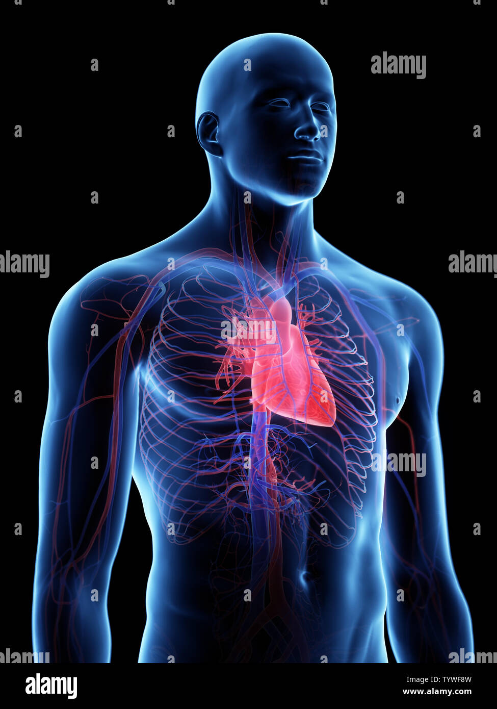 3d rendered medically accurate illustration of the Stock Photo - Alamy