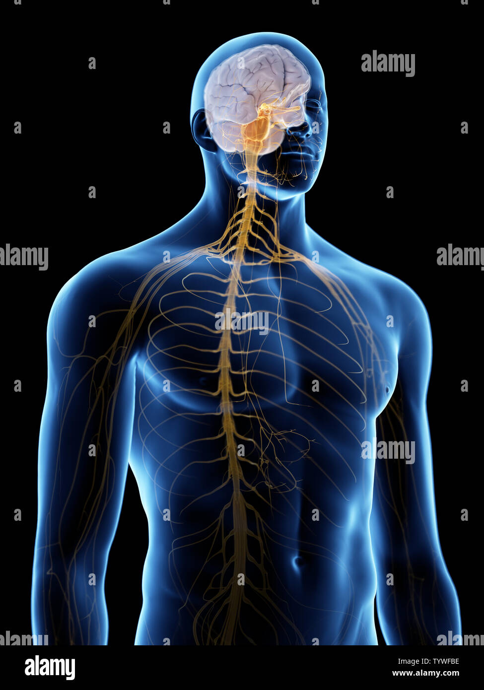 Brain limbic system hi-res stock photography and images - Alamy