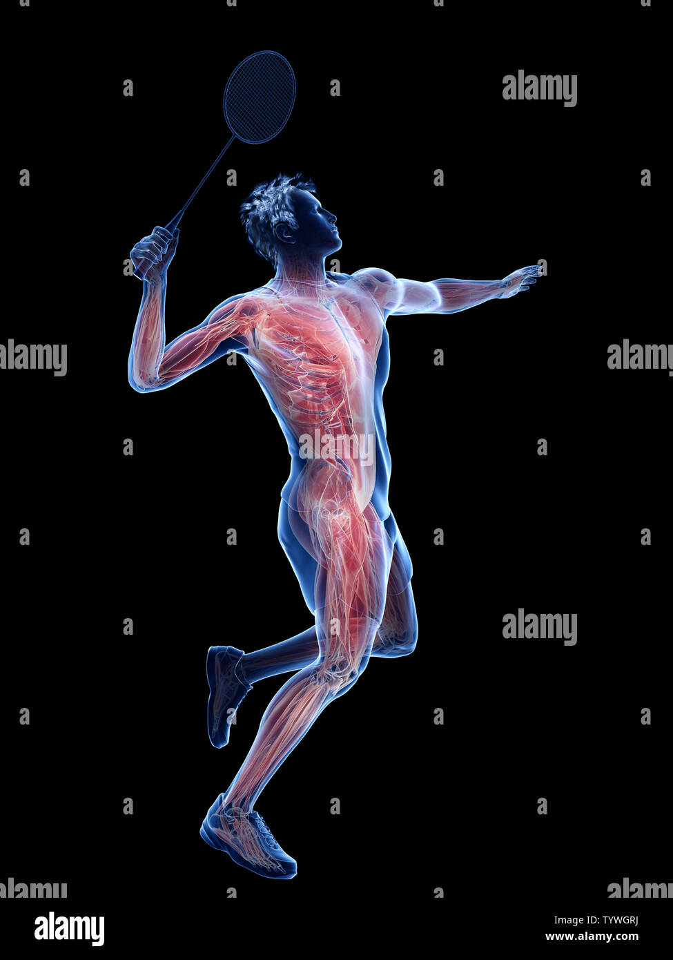 3d rendered medically accurate illustration of the muscles of a