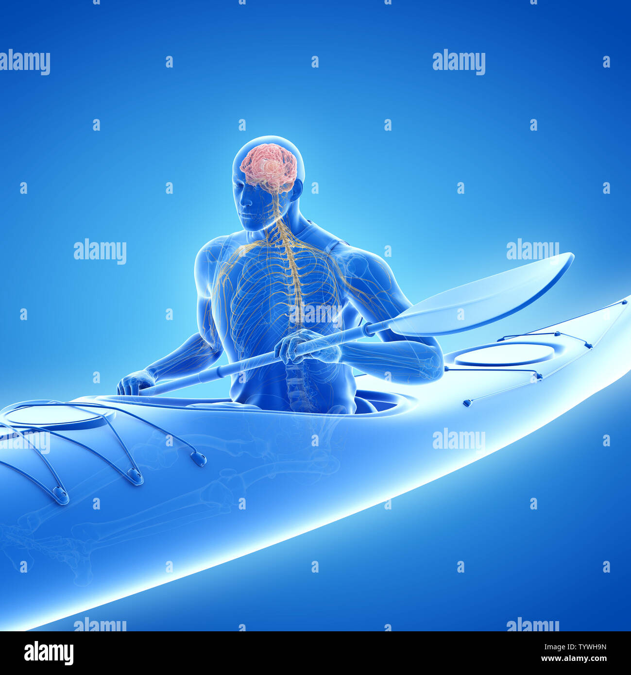 3d rendered medically accurate illustration of the Stock Photo - Alamy