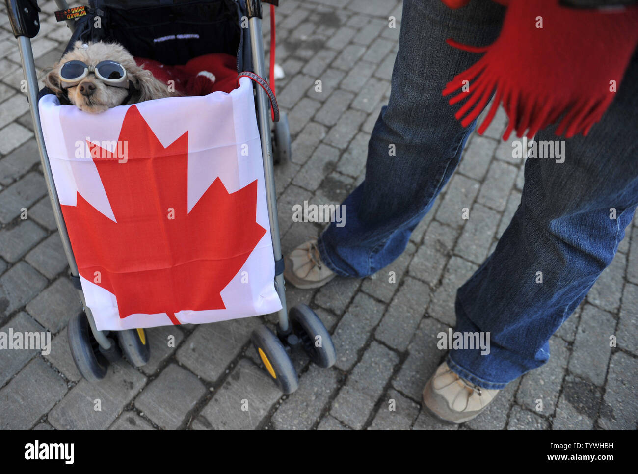 Teddy, a poodle mix, shows her support for Canada as she rides in a stroller, in Whistler, Canada, during the 2010 Vancouver Winter Olympics, February 21, 2010.   UPI/Kevin Dietsch Stock Photo