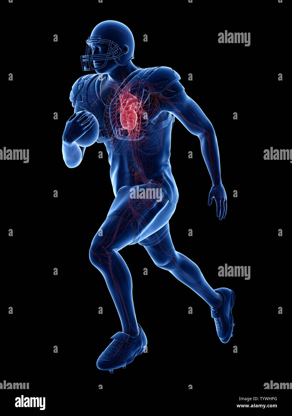 3d rendered medically accurate illustration of the heart of an american