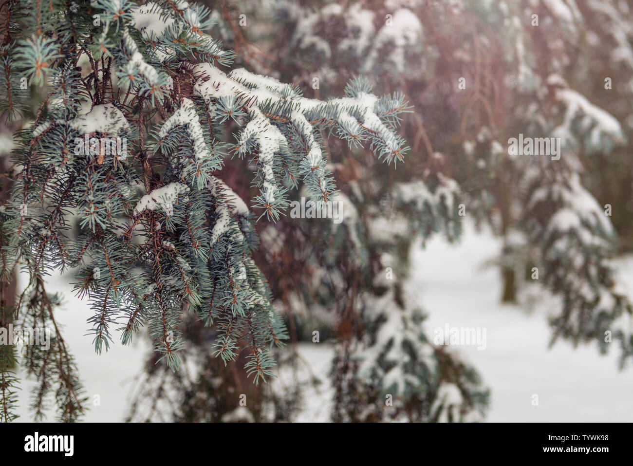 Frozen Christmas tree brances covered by snow. Vintage colored winter scene Stock Photo