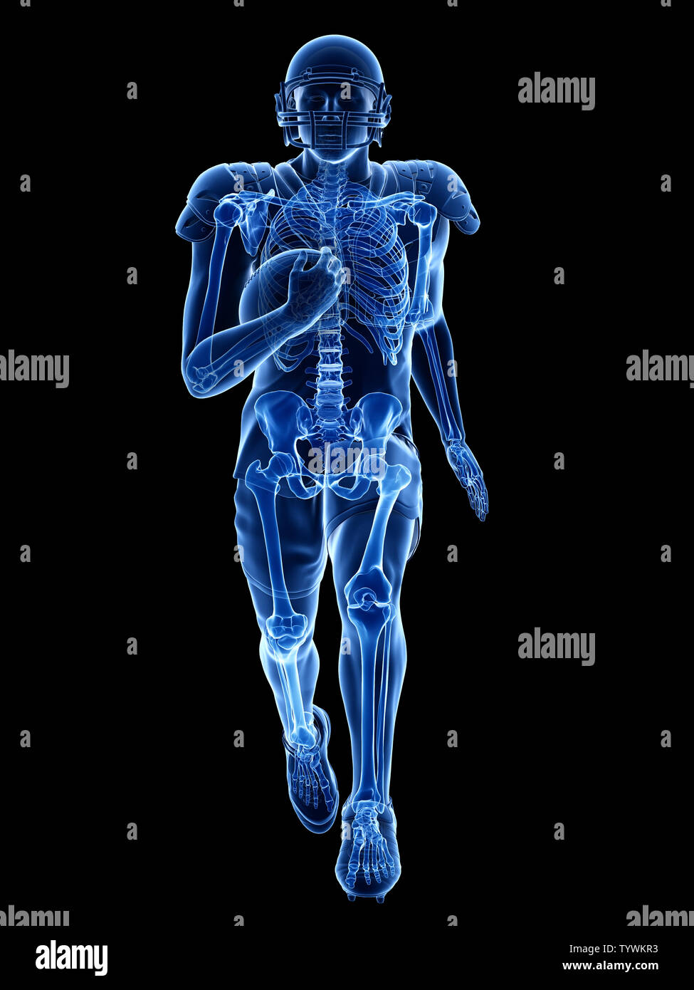 3d rendered medically accurate illustration of the skeleton of an ...