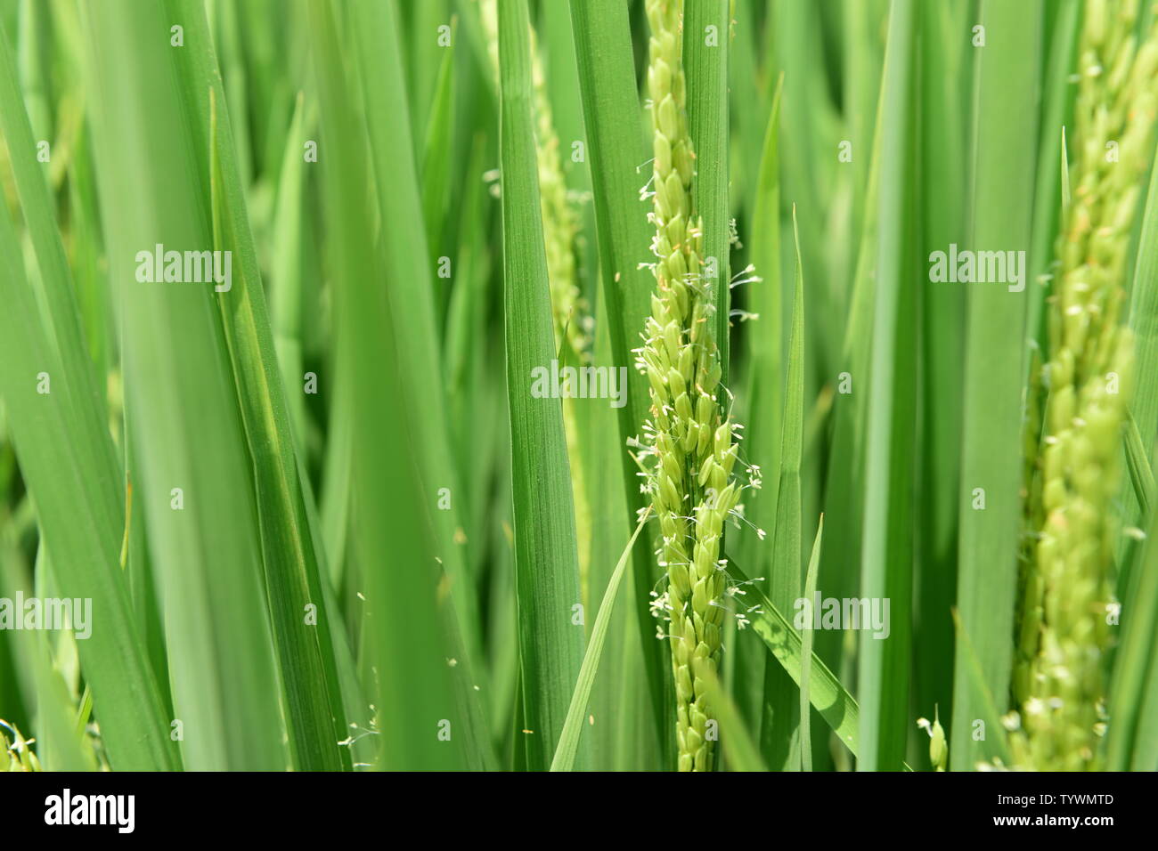 Rice spike paddy field, rice Stock Photo - Alamy