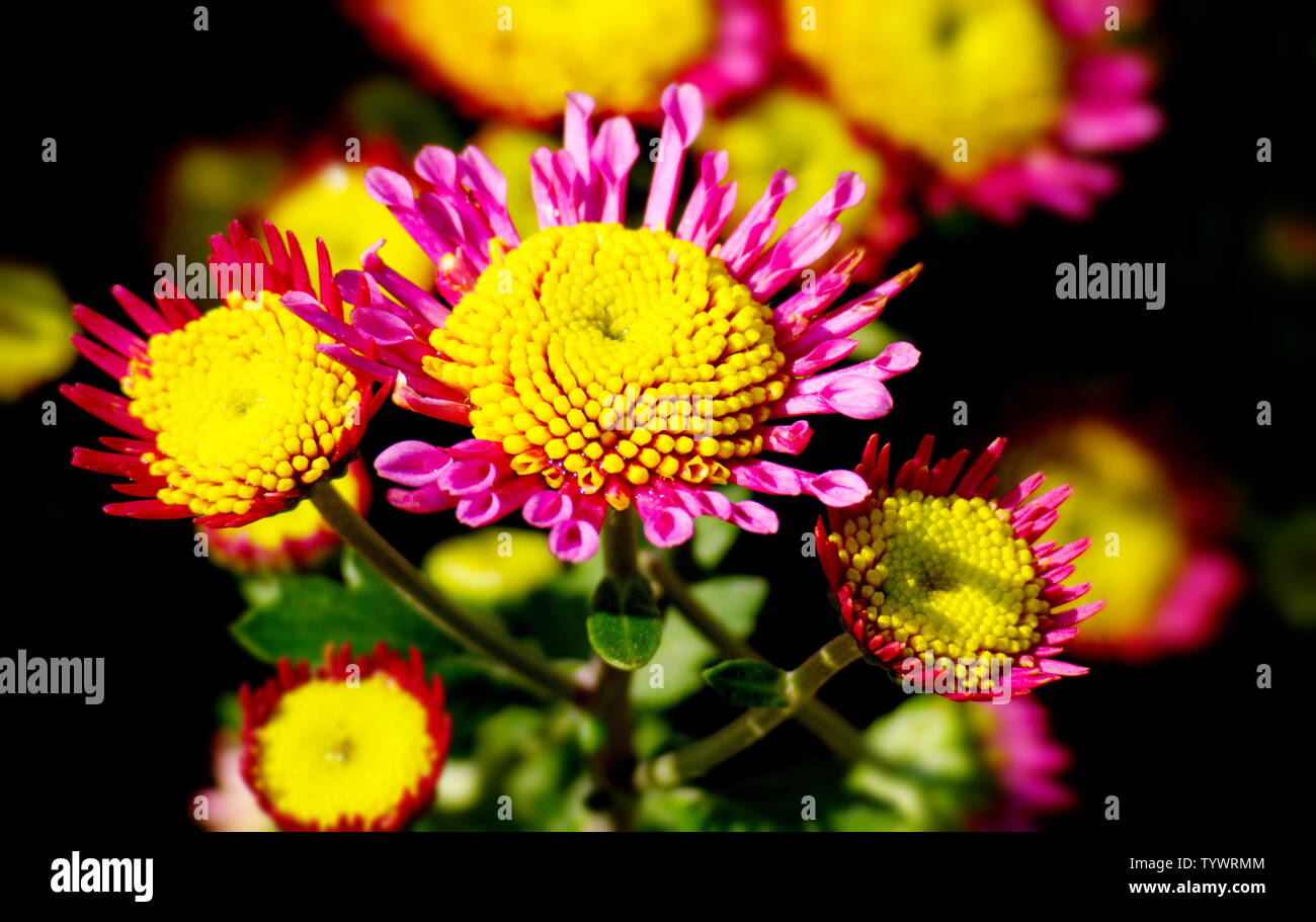 Dutch chrysanthemum hi-res stock photography and images - Alamy