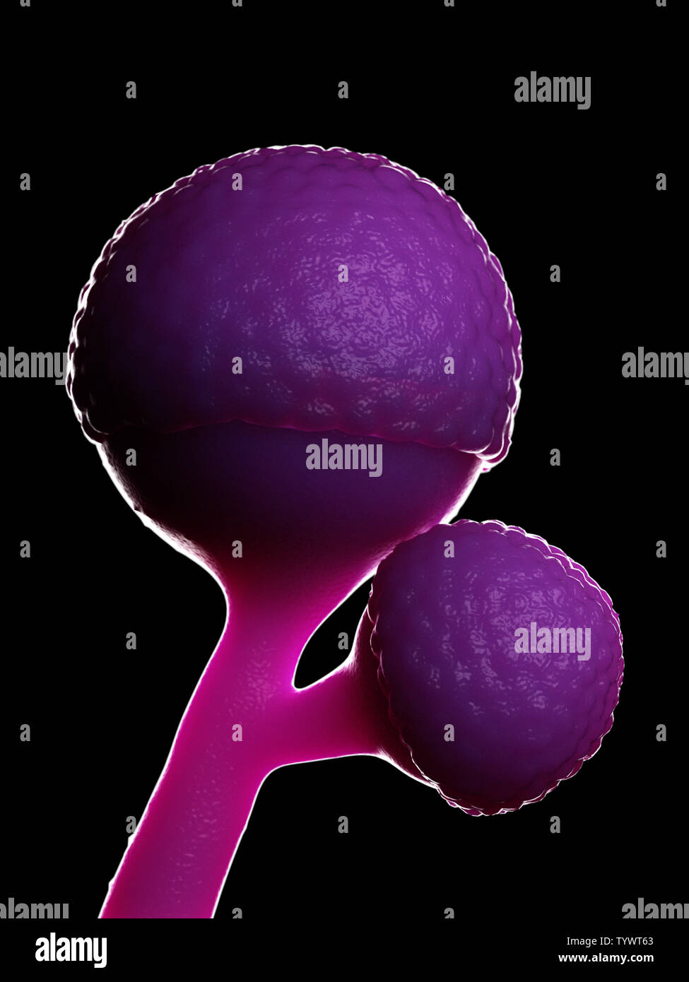 Rhizopus hires stock photography and images Alamy