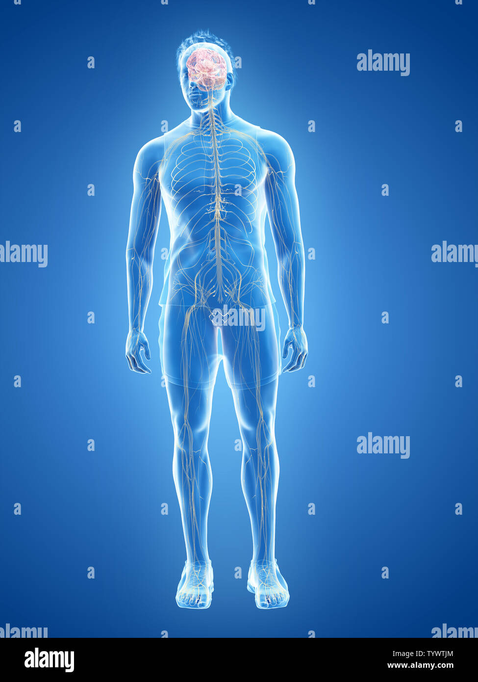 3d rendered medically accurate illustration of the human nervous system ...