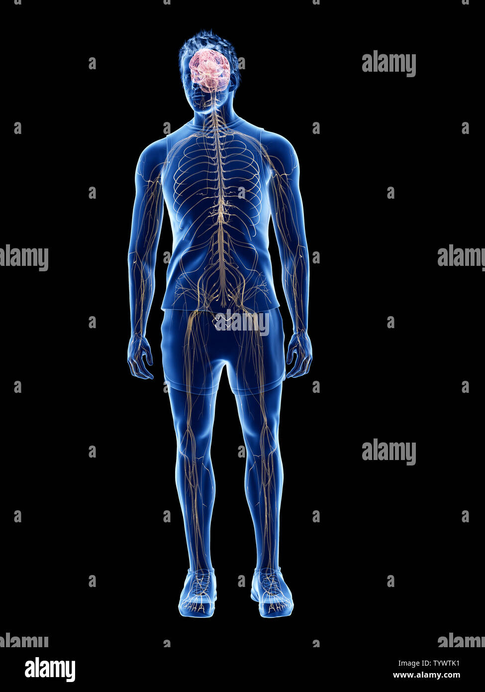 3d rendered medically accurate illustration of the human nervous system ...