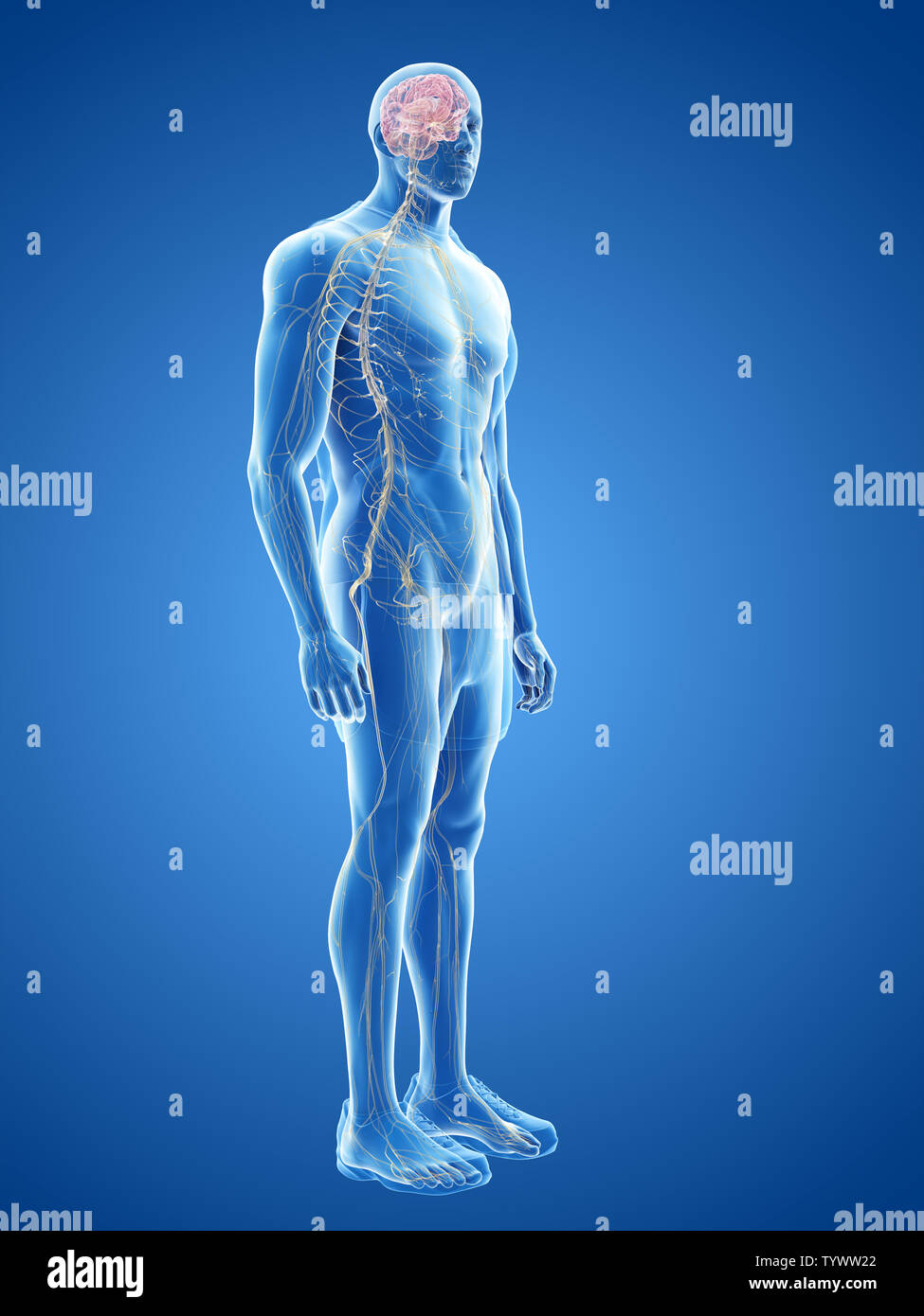 3d rendered medically accurate illustration of the human nervous system ...