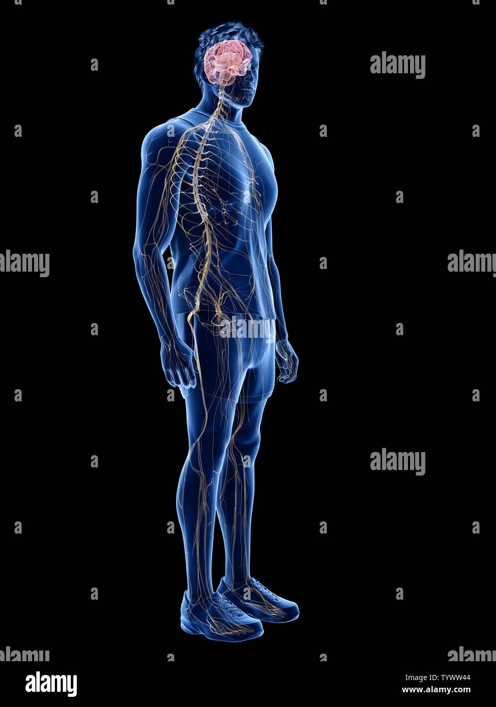 Human nervous system 3d rendered hi-res stock photography and images - Page  6 - Alamy