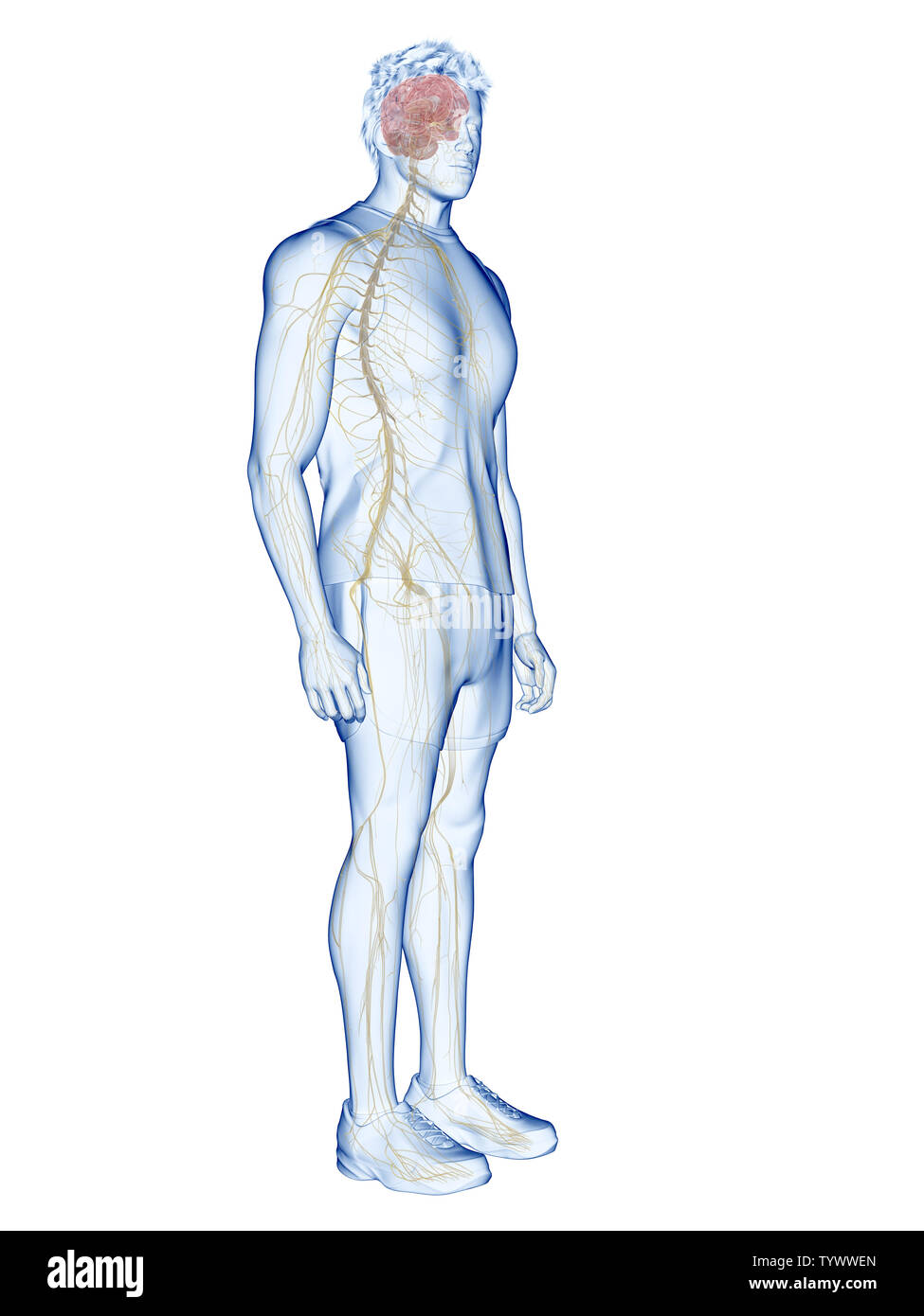 3d rendered medically accurate illustration of the human nervous system ...