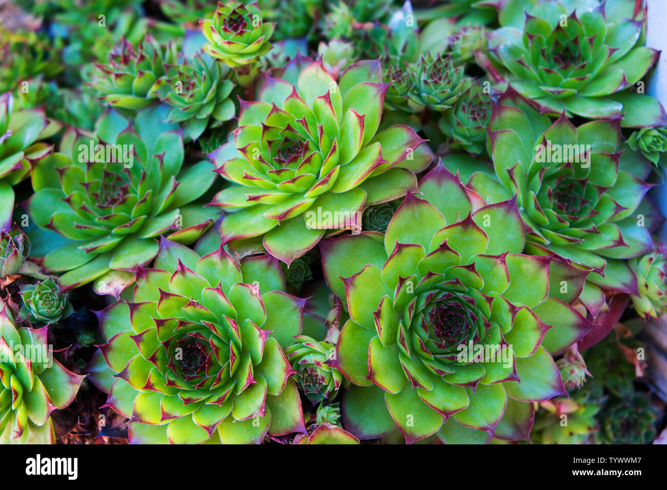 Sempervivum bunch, a group of succulent plants in miniature - vintage effect style. Stock Photo