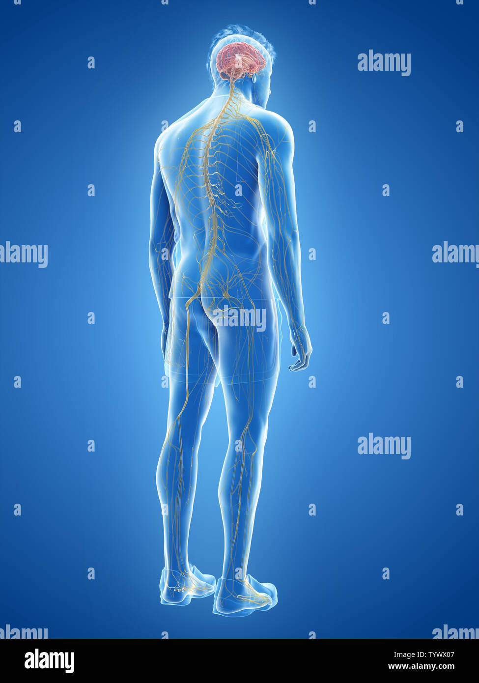 3d rendered medically accurate illustration of the human nervous system ...