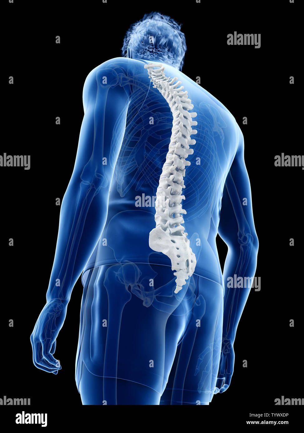 Human Realspine 3d rendered medically accurate illustration of the human spine Stock ...