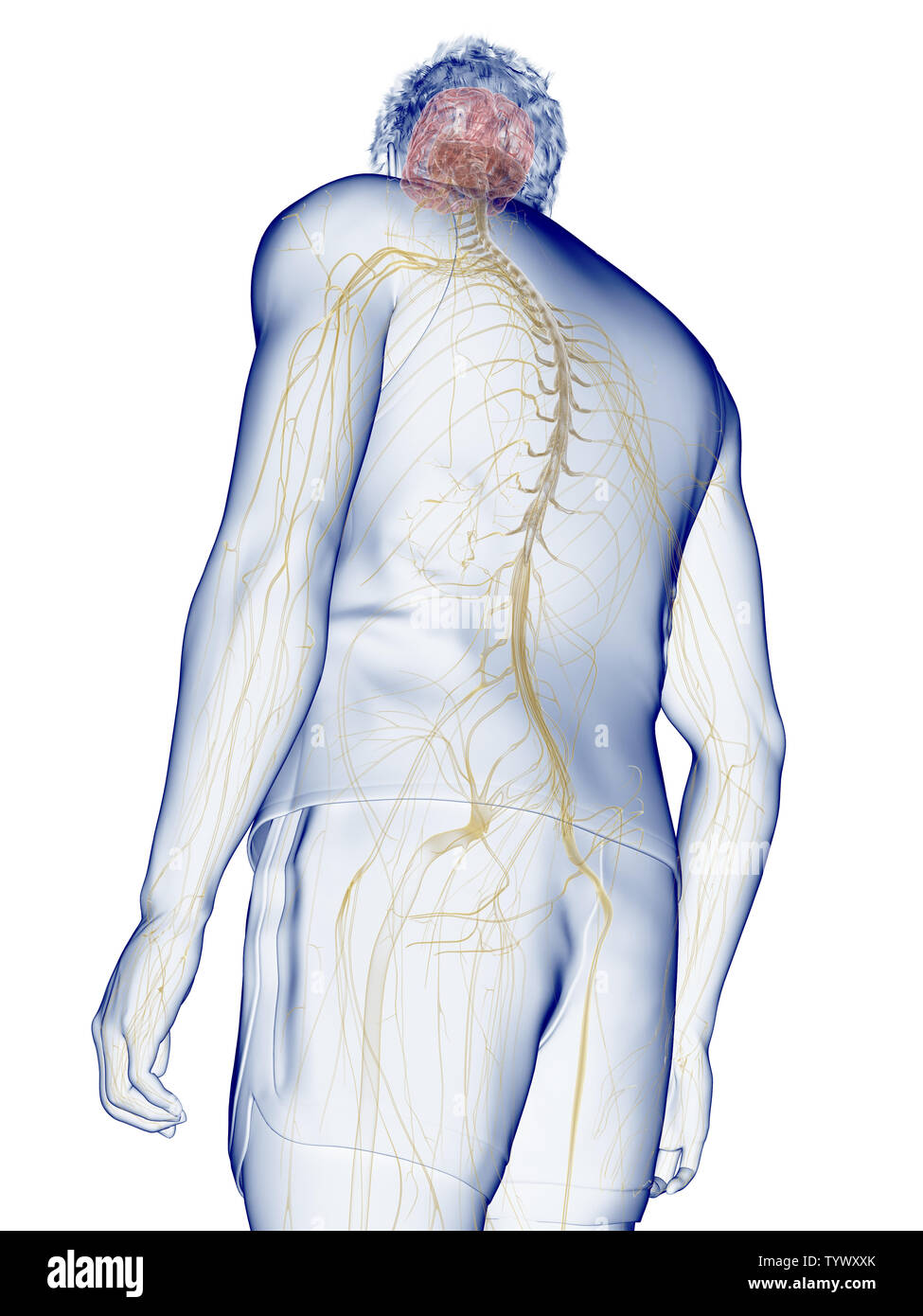3d rendered medically accurate illustration of the human nervous system ...