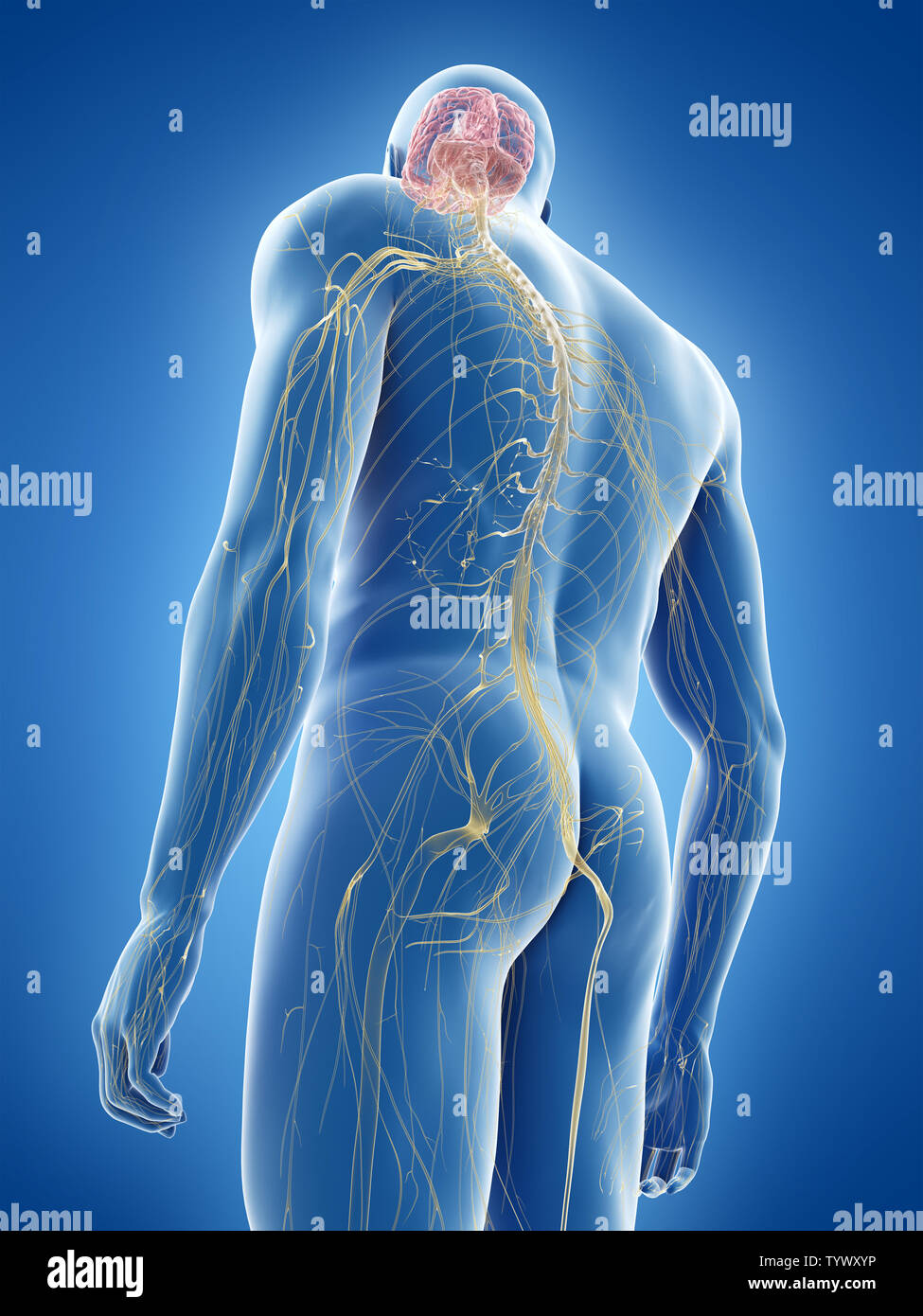 3d rendered medically accurate illustration of the human nervous system ...