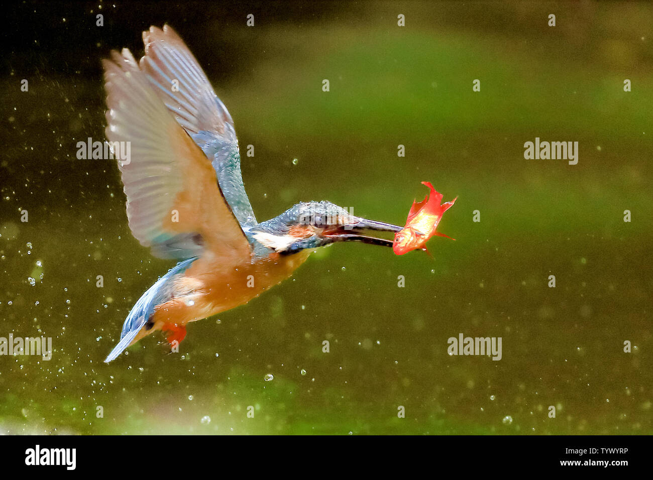 Elf Fish High Resolution Stock Photography and Images - Alamy