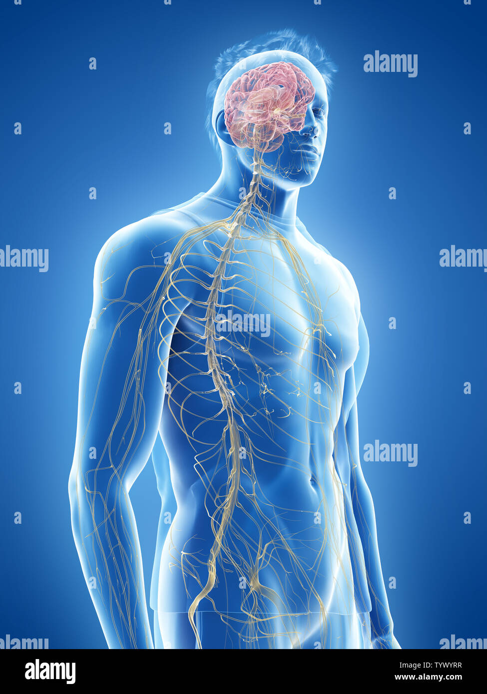 3d rendered medically accurate illustration of the human nervous system ...