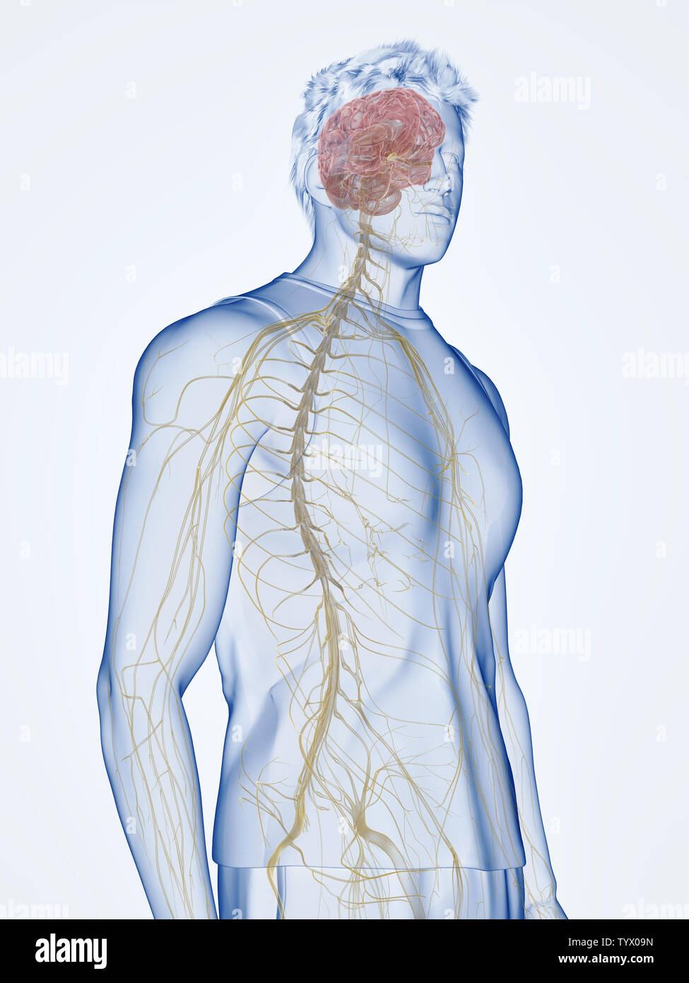 3d rendered medically accurate illustration of the human nervous system ...