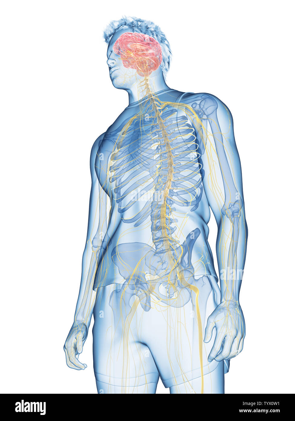 3d rendered medically accurate illustration of the human nervous system ...
