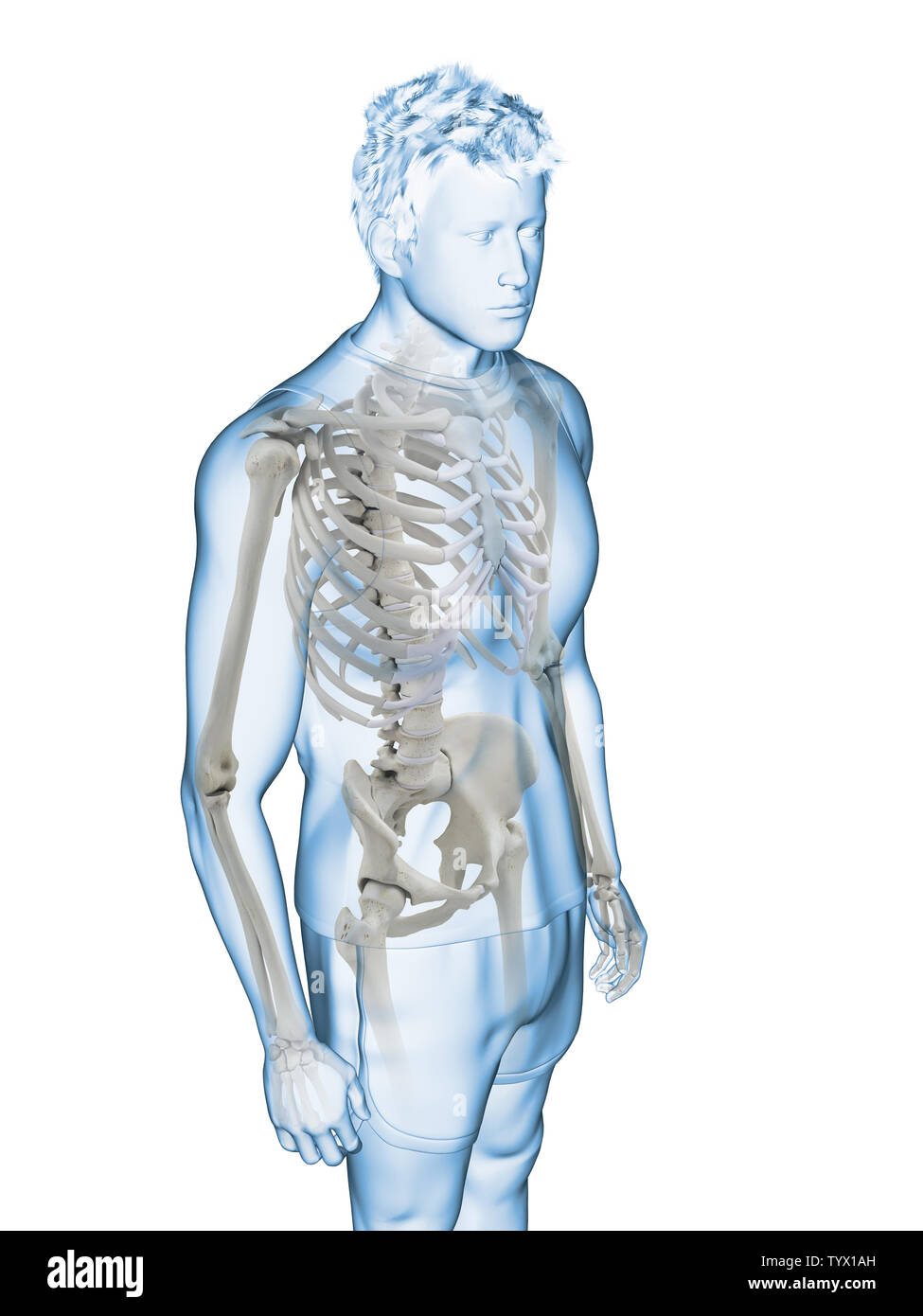 3d Rendered Medically Accurate Illustration Of The Human Skeletal