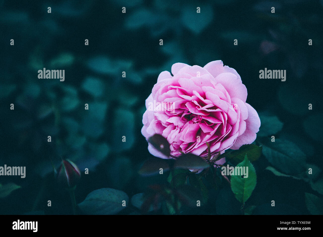 Rose, moon season, roses, bushes, flowers Stock Photo Alamy