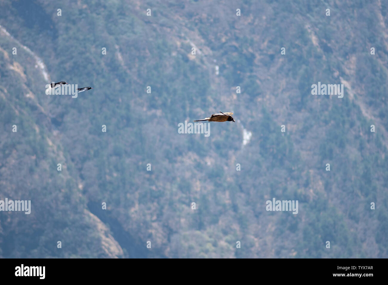 Hawk and two choughs in flight over mountain landscape in Nepal Stock Photo