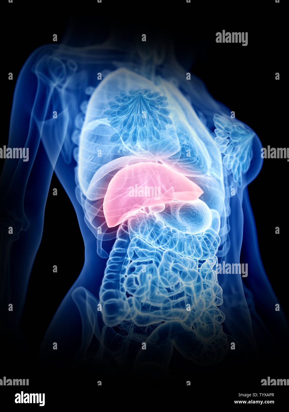 3d rendered medically accurate illustration of a womans liver Stock ...