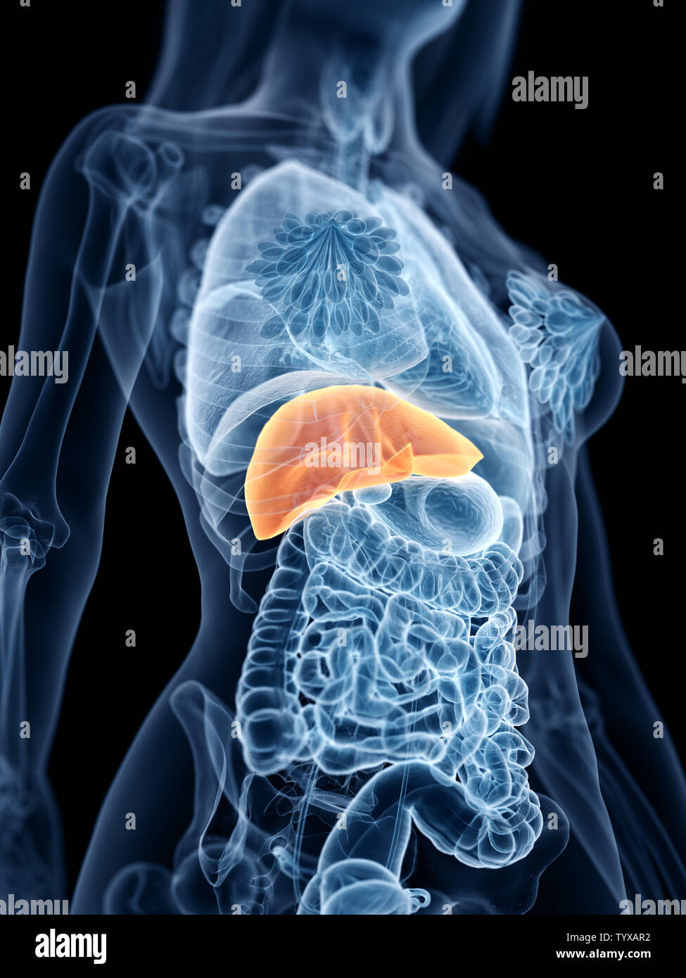 3d rendered medically accurate illustration of a womans liver Stock ...