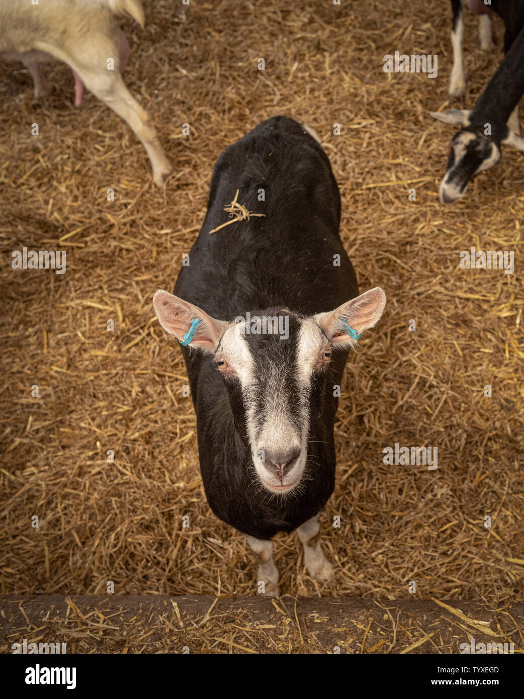 Farmed goat indoors Stock Photo Alamy